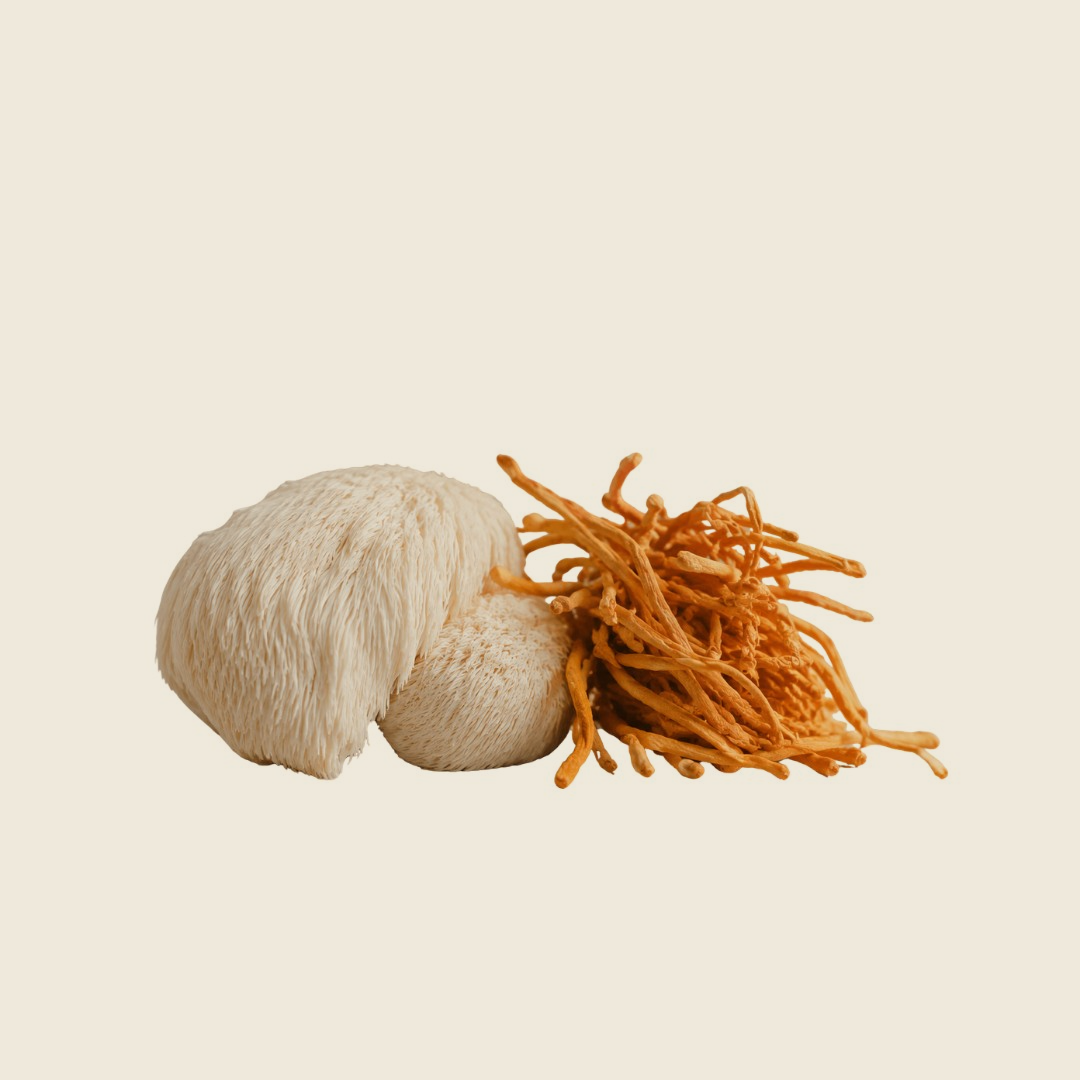 Lion's mane en cordyceps — vruchtlichamen, gedroogd
